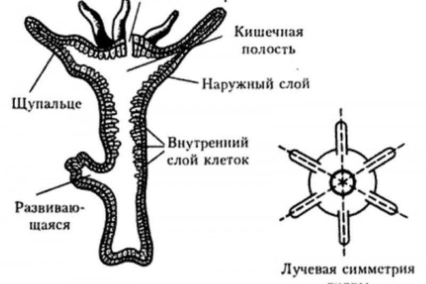 Ссылка кракена kraken clear com